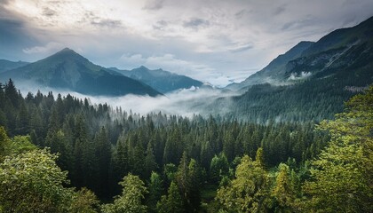 Obraz premium A fog-covered forest stretching across mountain valleys, ideal for showcasing the beauty of untouched wilderness and serene landscapes in nature-themed projects.