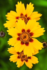 yellow flower in the garden