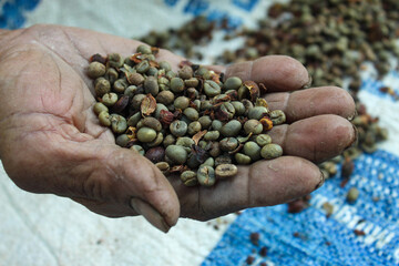 Close up of unroasted green coffee beans in the hands of an old man	
