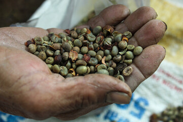 Close up of unroasted green coffee beans in the hands of an old man