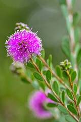 bright pink flower