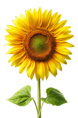 Obraz premium Sunflower Isolated on Transparent Background - High-Quality Image