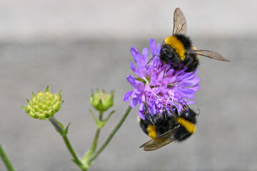 bee on a flower