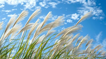 Naklejka premium Close-up of tall grass swaying in the breeze against a blue sky
