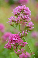 flowers in the garden