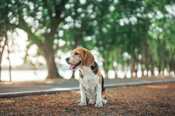Beagle dog sitting in public park morning on trees background. Pet rest in nature with sunlight.