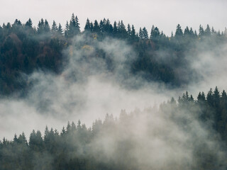 Morning valley mystic pine autumn forest mountain mist fog above trees up view