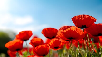 Obraz premium A field of poppies in full bloom under a clear blue skyThe bright red flowers sway gently in the breeze, creating a vibrant and lively scene, perfect for spring or remembrance themes