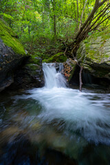 A small stream covered in moss in the mountains