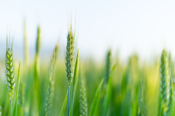 Rice under the Sun