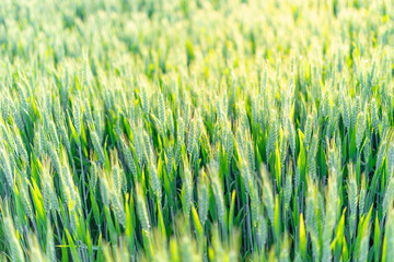 Rice under the Sun