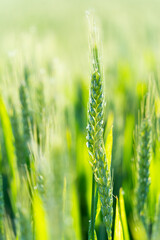 Rice under the Sun