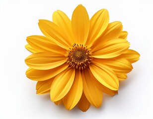 Yellow Petaled Daisy