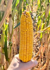 Hand Holding Ear of Corn in Cornfield

