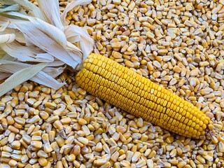 Dry Ear of Corn on Pile of Raw Kernels

