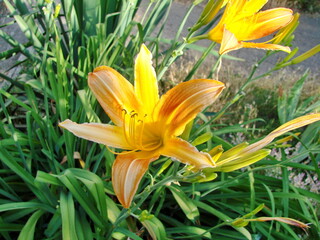 Obraz premium The amazing flower of the yellow daylily attracts not only bees, but also the gaze of every ordinary passerby.