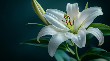 Naklejka premium White lily flower close-up on a dark background, soft lighting emphasizing serene and sophisticated beauty, ideal for wedding themes.