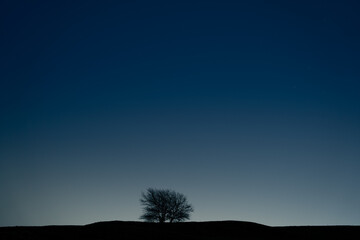 Naklejka premium The lonely tree under the night sky