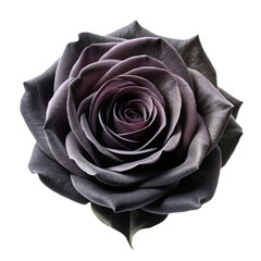 Black Rose Flower Isolated on Transparent Background