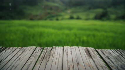 Fototapeta premium View of rice fields from the balcony,Rice field view from balcony, nature background