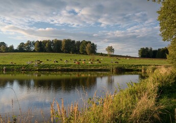 landscape with lake and trees