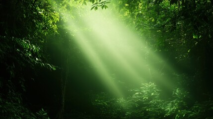 Fototapeta premium Soft rays of sunlight illuminate the dense greenery, creating a serene atmosphere in the forest as morning light breaks through the treetops