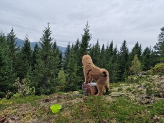 Eurasier puppy 