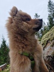 Portrait of puppy 