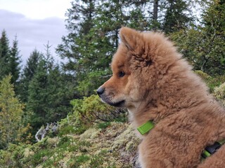 dog in forest
