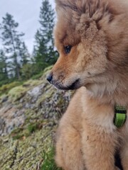 portrait of a eurasier puppy 