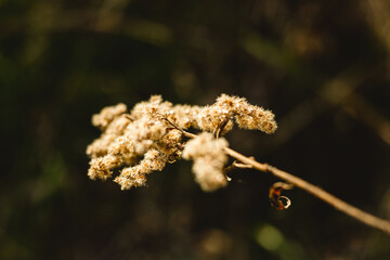 Dried goldenrod flowers with dark background