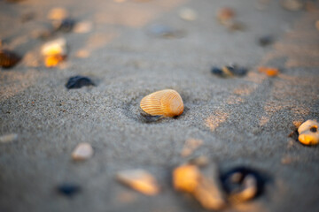 Macro shot of a cockle shell on the beach during golden hour