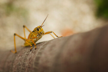 Yellow Eastern Lubber Grasshopper on Palm Tree
