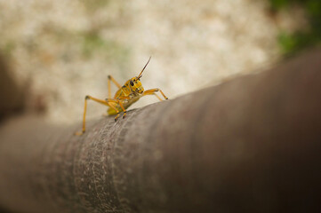 Eastern Lubber Grasshopper on Palm Tree