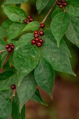 Red Berries Among Green Leaves