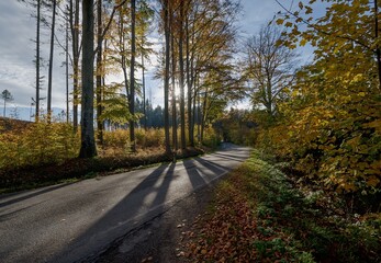 path in autumn forest