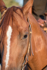 Close up of horses eye