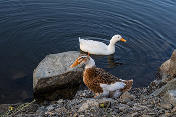 Wild duck birds on the lake