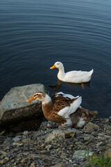 Wild duck birds on the lake