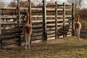 Guanaco standing at fence at sunset