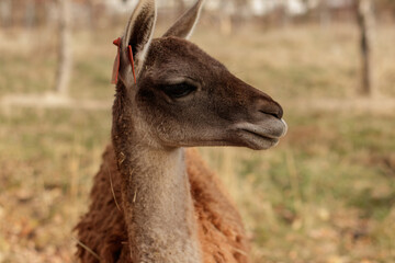 Llama relaxing in a field looking into the distance