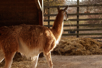 Brown llama chewing hay in a barn