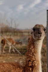 Guanaco looking at camera with other guanacos in background