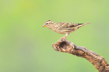 bird species of Rock Sparrow, Petronia petronia on a tree branch