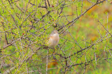 Western subalpine warbler, Curruca iberiae. Typical warbler
