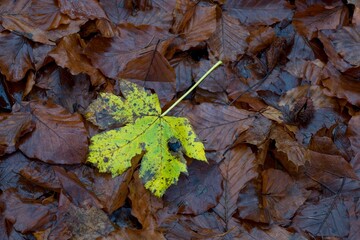 autumn leaves on a tree
