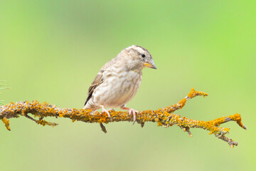 bird species of Rock Sparrow, Petronia petronia on a tree branch