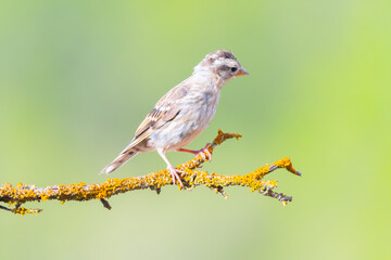 bird species of Rock Sparrow, Petronia petronia on a tree branch