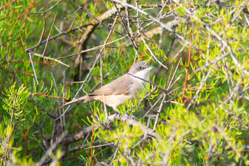 Sarcerilla warbler, Sylvia warbler passerine bird