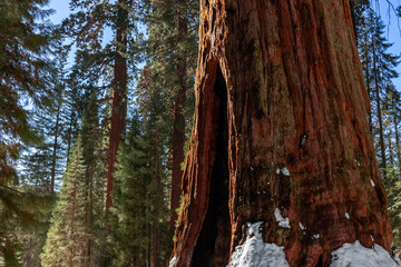 Giant sequoia tree in a snowy forest  on a winter day